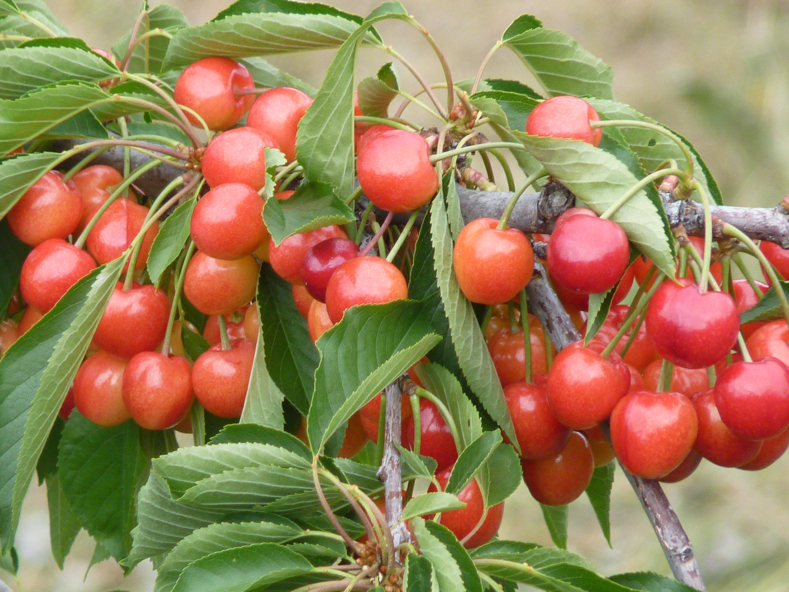 Cerezas rosas